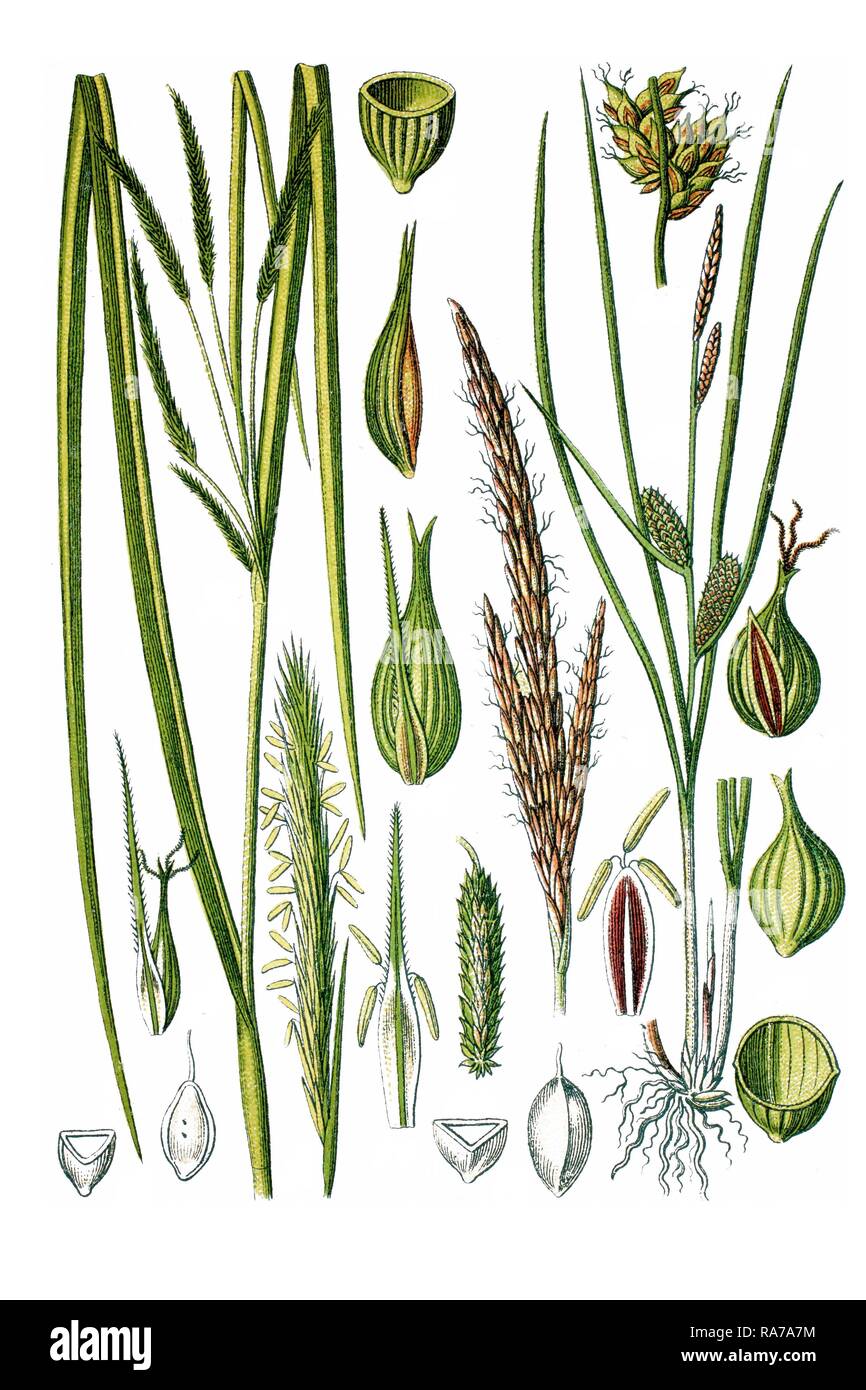 Links, Zypresse - wie Segge (Carex pseudocyperus), rechts, Beaked Segge (Carex rostrata), Heilpflanzen Stockfoto