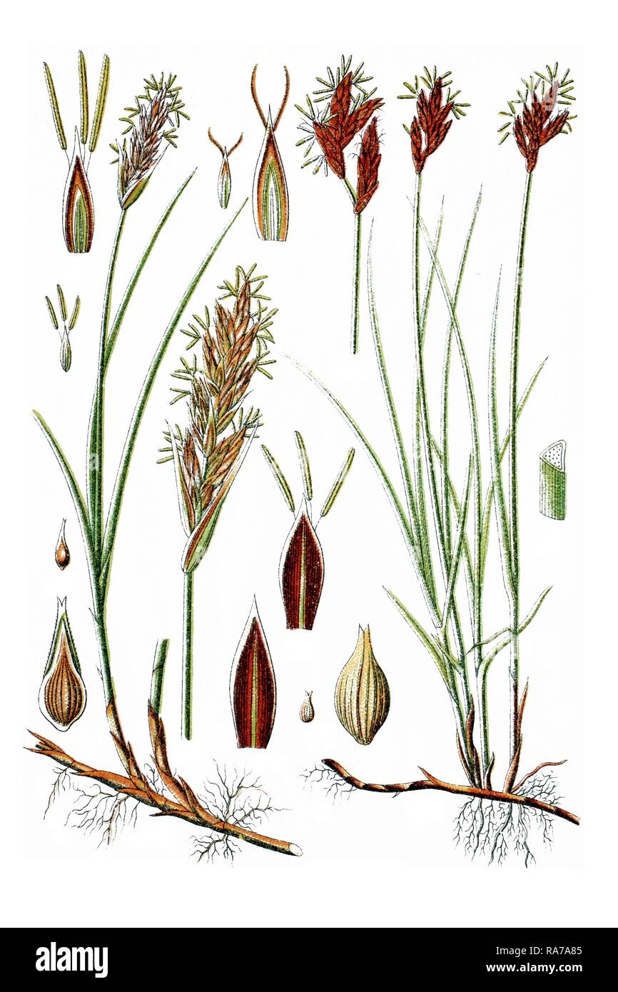 Links, Sand Segge (Carex arenaria), rechts, Vernal Segge (Carex Beurre), Heilpflanzen, historischen Chromolithography, Ca. 1786 Stockfoto