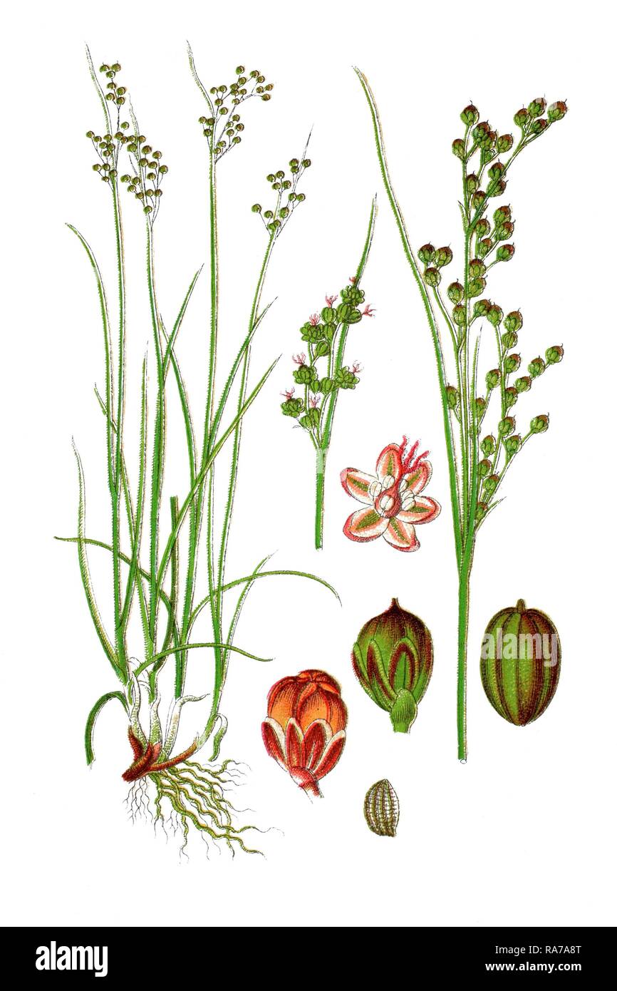 Roundfruit Rush (juncus Compressus), Heilpflanzen, historische Chromolithography, Ca. 1786 Stockfoto
