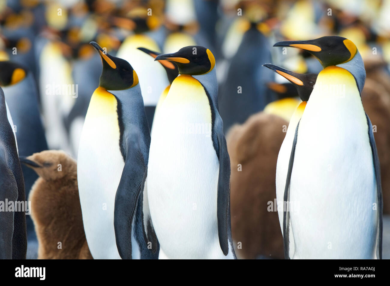 Königspinguine in Gold Harbour, South Georgia Stockfoto
