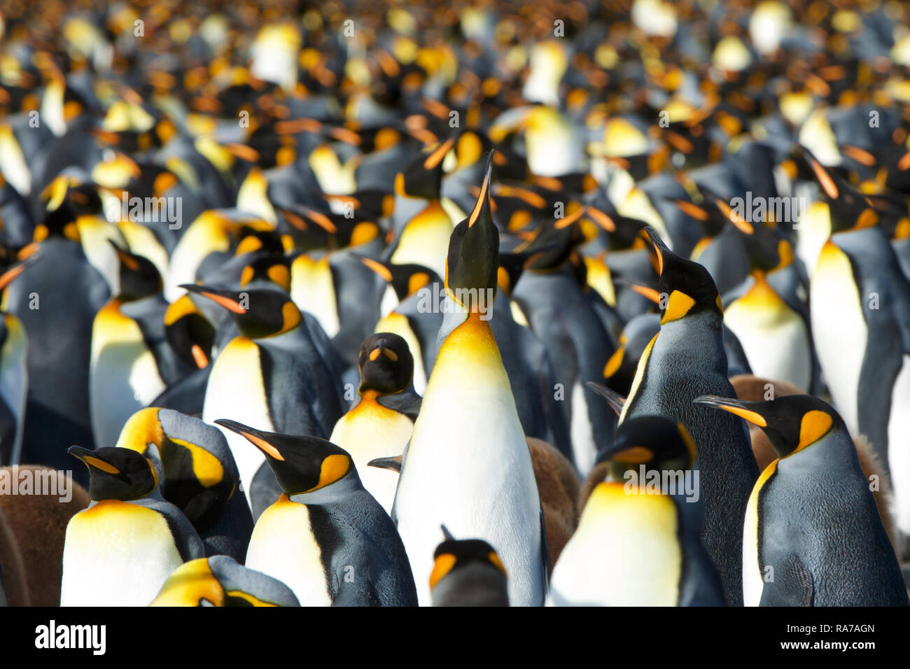 Königspinguine in Gold Harbour, South Georgia Stockfoto