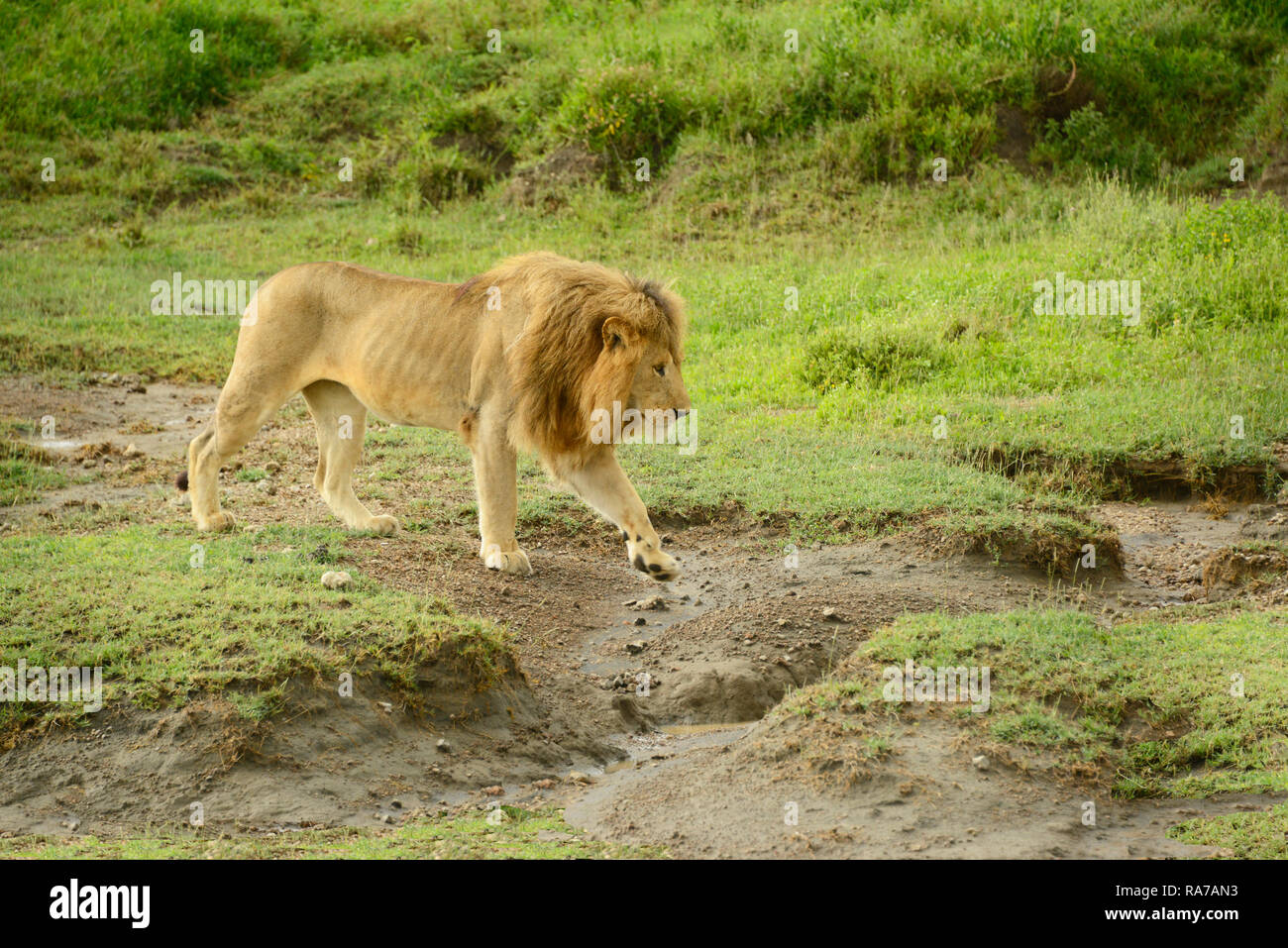 Große Afrikanische männliche Löwe wandern in der Serengeti in Tansania, Afrika Stockfoto