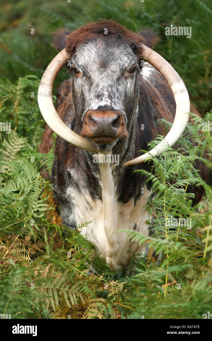 Englisch Longhorn Kuh in Bracken, Stockfoto