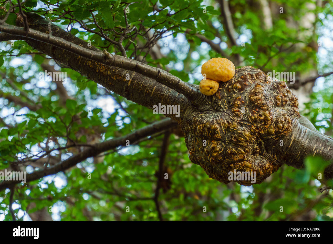 Llao Llao, ein Pilz aus Patagonien, der wächst auf coihues oder zypressen Filialen. Stockfoto