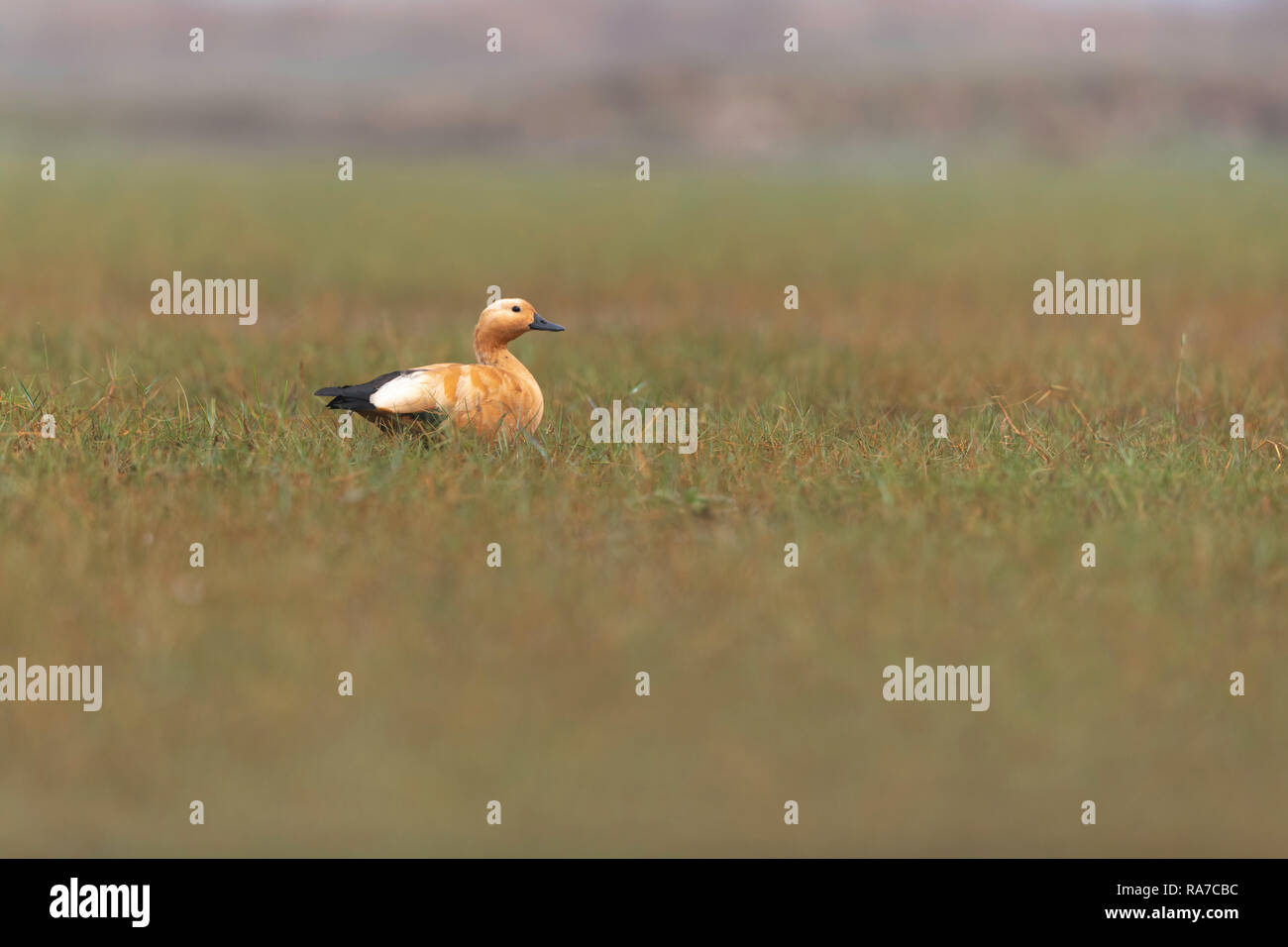 Brahminy Ente oder bräunlich Brandente (Tadorna ferruginea) Stockfoto