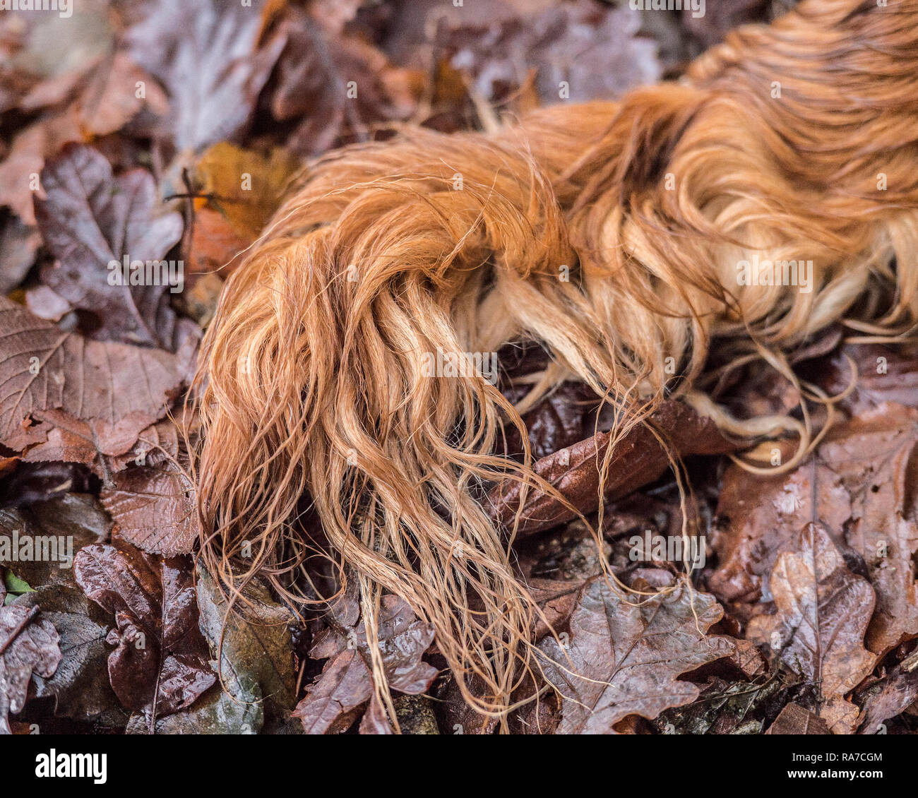 Nasse Hunde Schwanz im Herbst Blätter Stockfoto