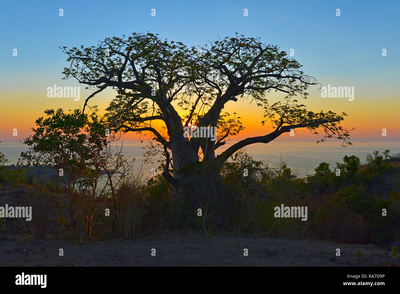 Affenbrotbaum (Adansonia digitata) bei Sonnenuntergang, Malawi, Afrika Stockfoto