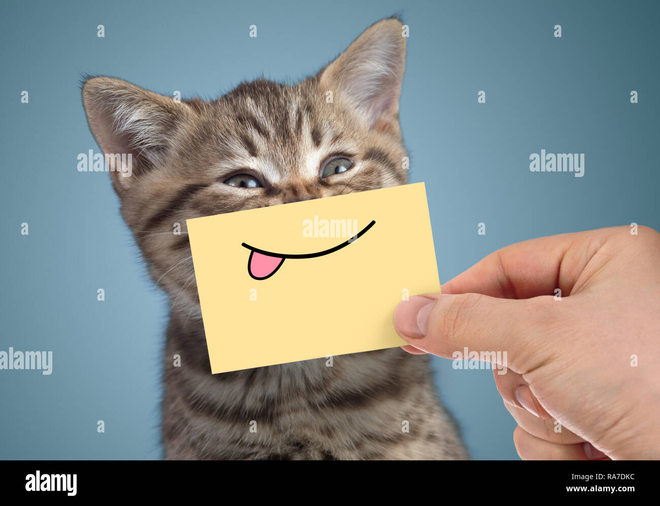 Happy Cat Portrait mit lustigen Lächeln auf den Lippen und Zunge Stockfoto