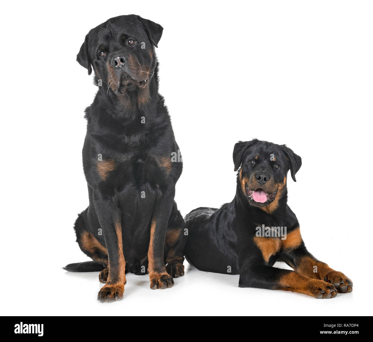 Reinrassige Rottweiler vor weißem Hintergrund Stockfoto