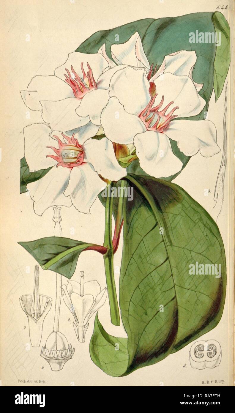 Botanische Drucken von Walter Hood Fitch 1817-1892, W.H. Fitch war eine botanische Illustrator und Künstler, in Glasgow geboren Neuerfundene Stockfoto