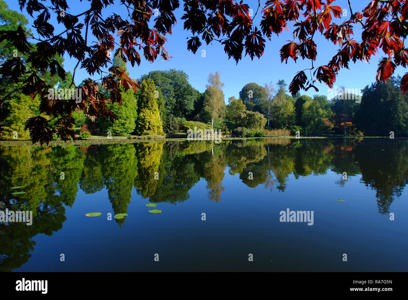 Herbstfarben in Sheffield Park Gardens, East Sussex, Großbritannien Stockfoto