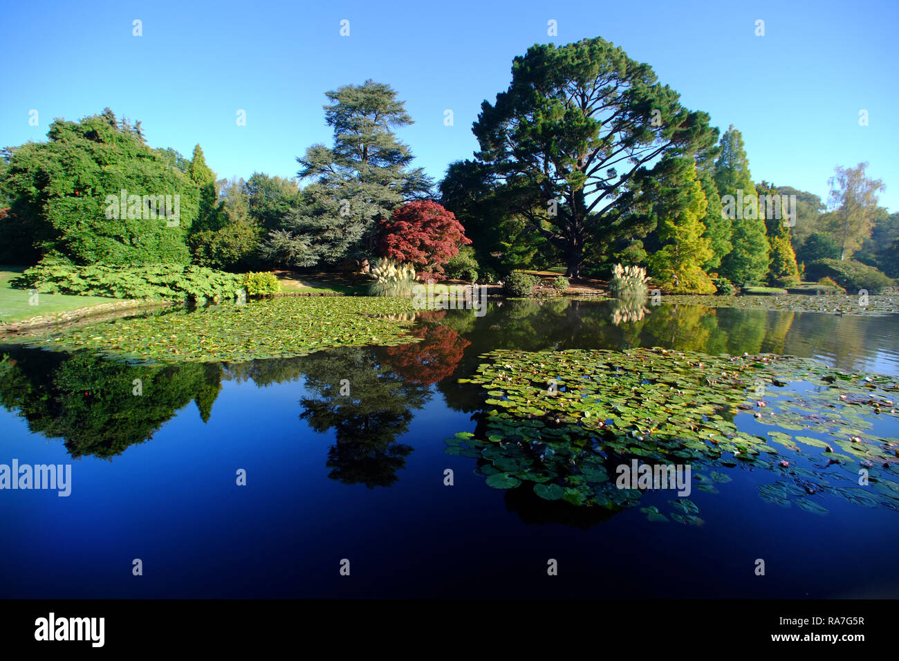 Herbstfarben in Sheffield Park Gardens, East Sussex, Großbritannien Stockfoto