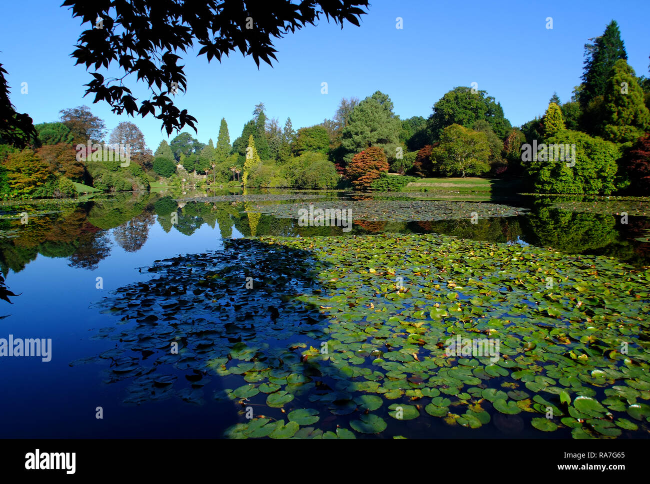 Herbstfarben in Sheffield Park Gardens, East Sussex, Großbritannien Stockfoto