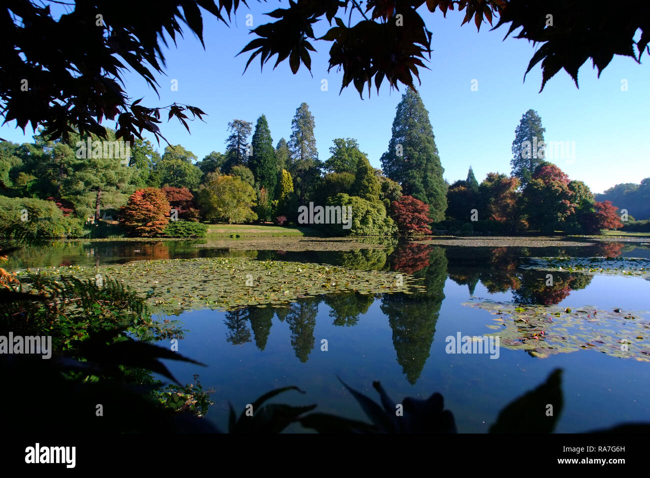 Herbstfarben in Sheffield Park Gardens, East Sussex, Großbritannien Stockfoto