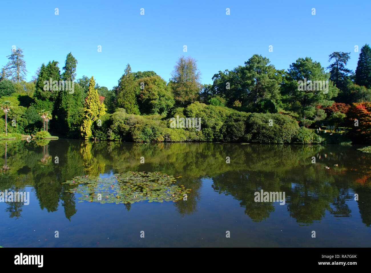 Herbstfarben in Sheffield Park Gardens, East Sussex, Großbritannien Stockfoto