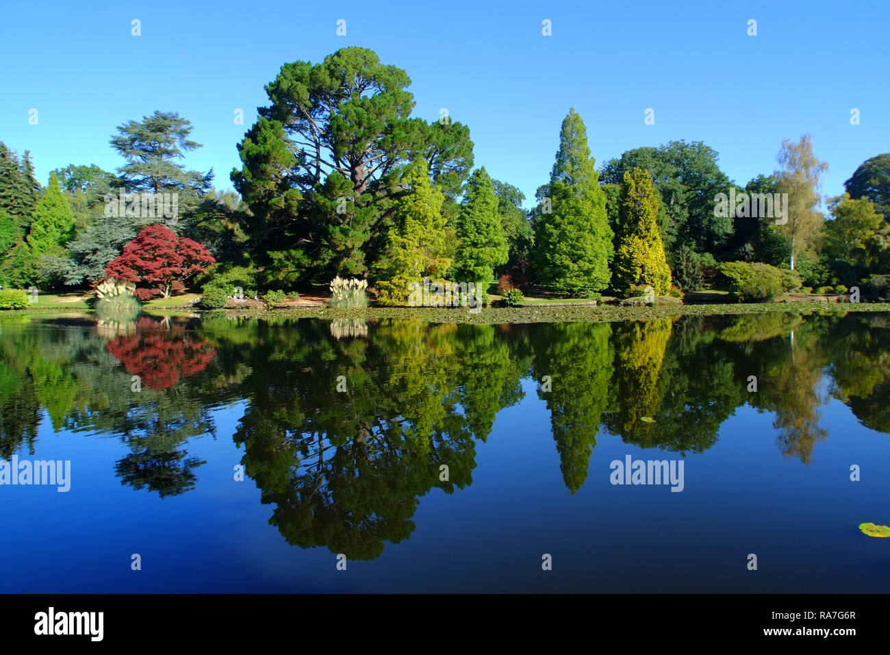 Herbstfarben in Sheffield Park Gardens, East Sussex, Großbritannien Stockfoto