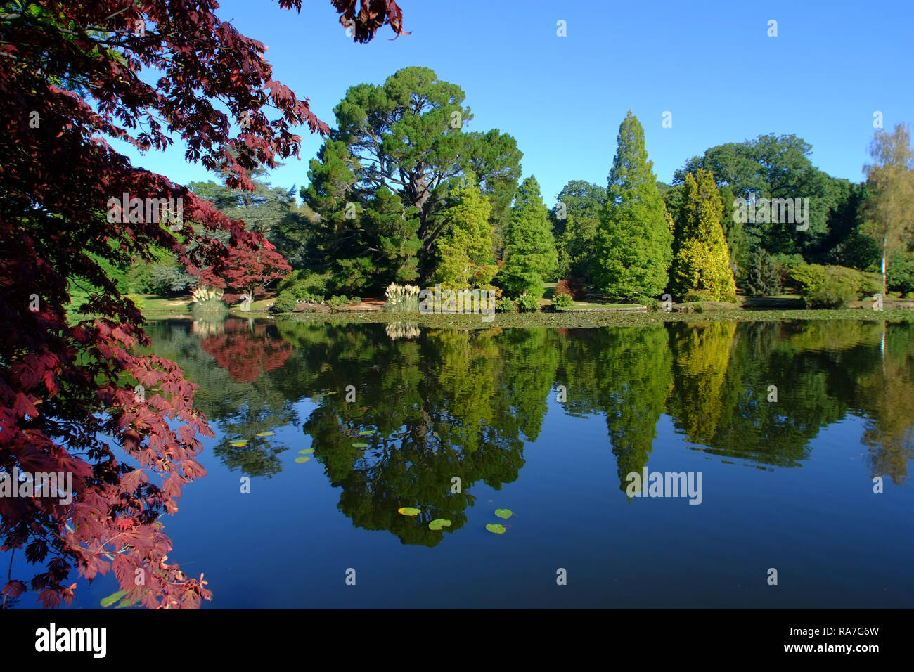 Herbstfarben in Sheffield Park Gardens, East Sussex, Großbritannien Stockfoto