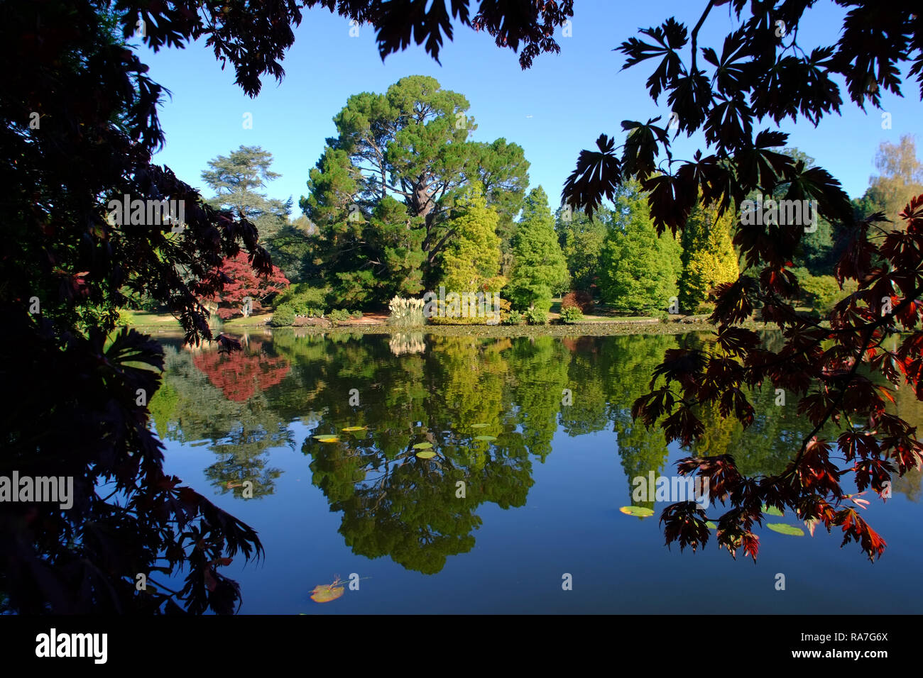 Herbstfarben in Sheffield Park Gardens, East Sussex, Großbritannien Stockfoto