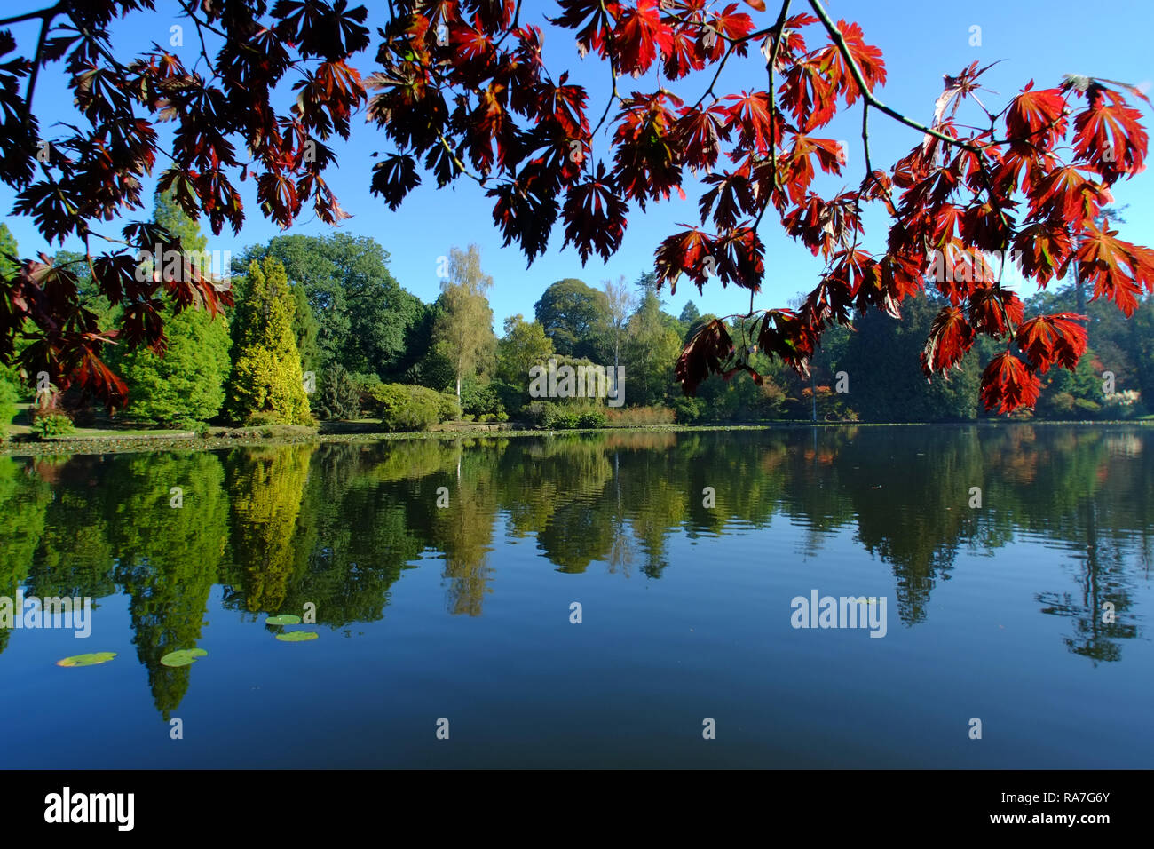 Herbstfarben in Sheffield Park Gardens, East Sussex, Großbritannien Stockfoto