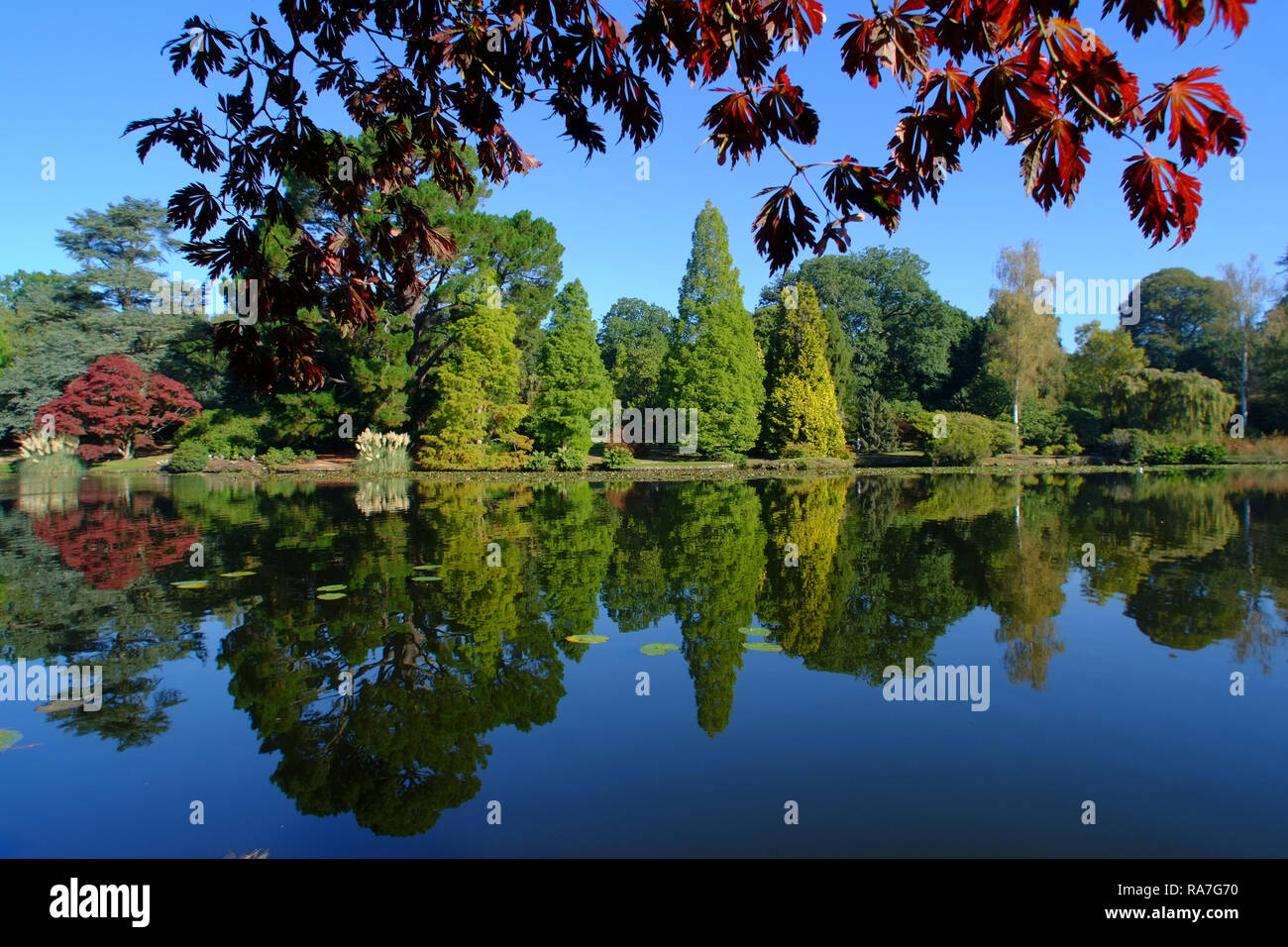 Herbstfarben in Sheffield Park Gardens, East Sussex, Großbritannien Stockfoto