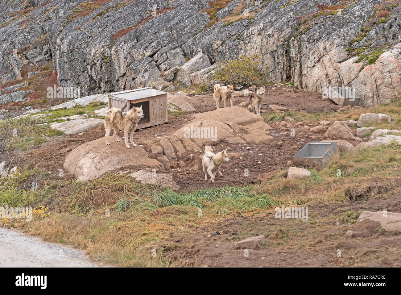 Schlittenhunde warten in Ihrem Zwinger in Ilulissat, Grönland Stockfoto