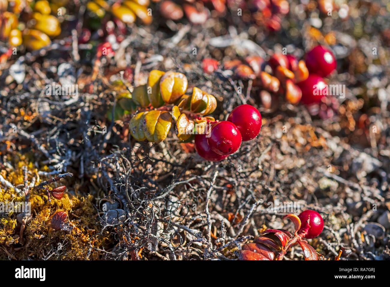 Bearberries im Herbst in der Arktis in der Nähe von Itilleq, Grönland Stockfoto