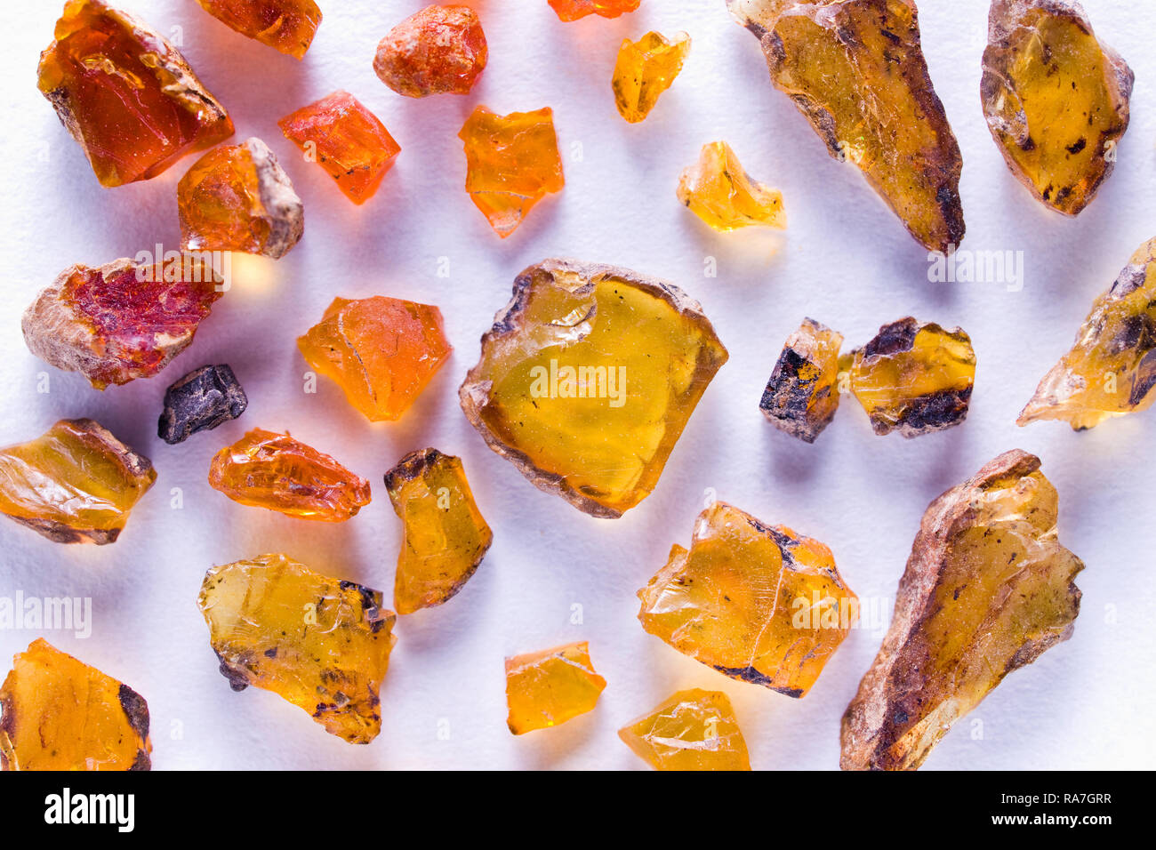 Amber aus Tiger Mountain, King County, Washington State, USA, legal gesammelt mit Geology Adventures Stockfoto