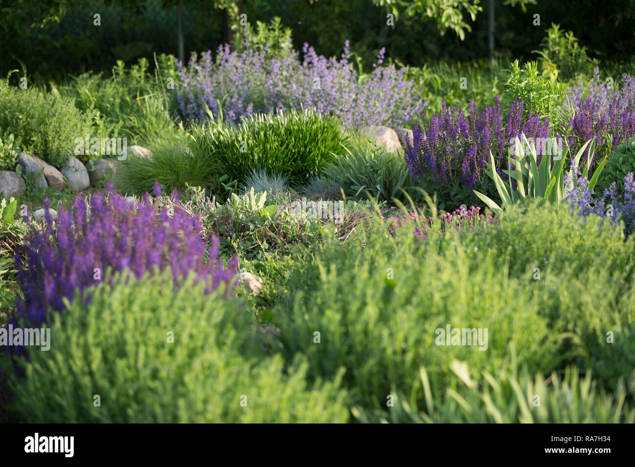 Eine üppige Gemeinschaft labyrinth Garten mit lila Blüten und reichlich Pflanzen im Juni gefüllt Stockfoto