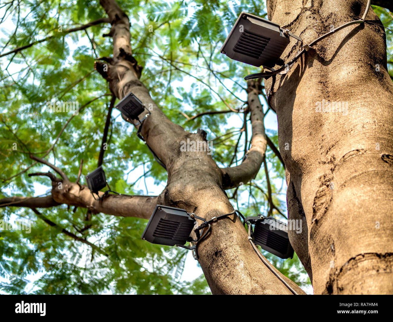 LED-Strahler auf dem großen Baum im Garten installiert Stockfotografie -  Alamy