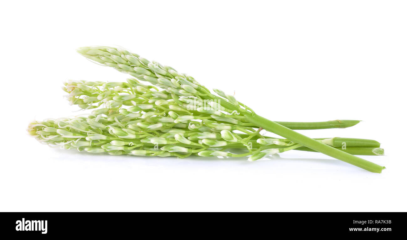 Galanga Blume auf weißem Hintergrund Stockfoto