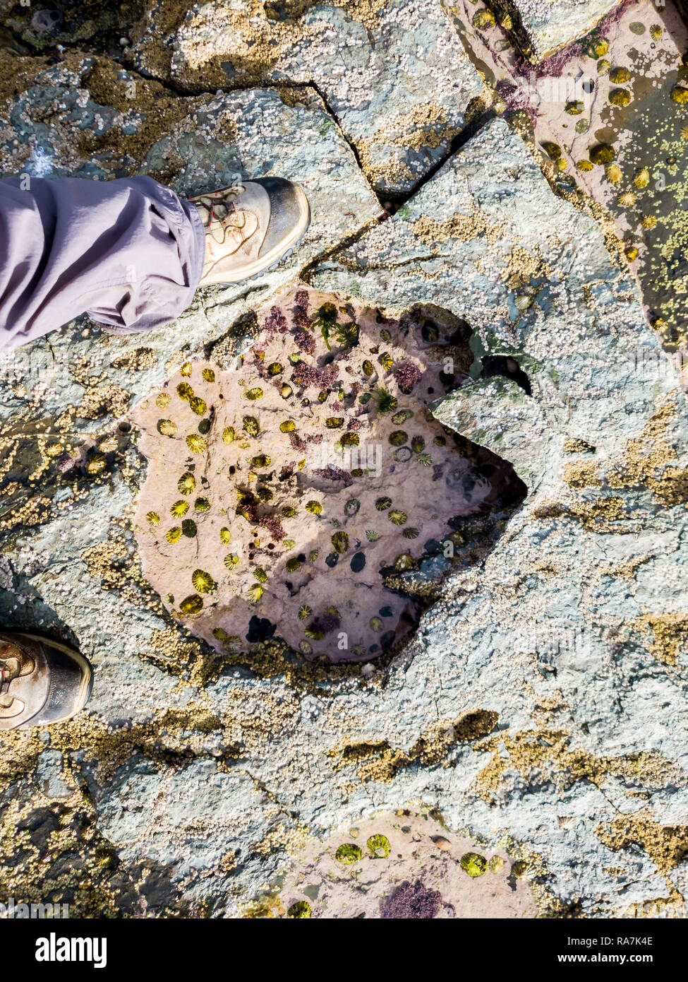 Seltene Dinosaur Footprint der Sauropoden - dominiert von tracksite Rubha nam Brathairean, Brüder - Isle of Skye, Schottland. Stockfoto