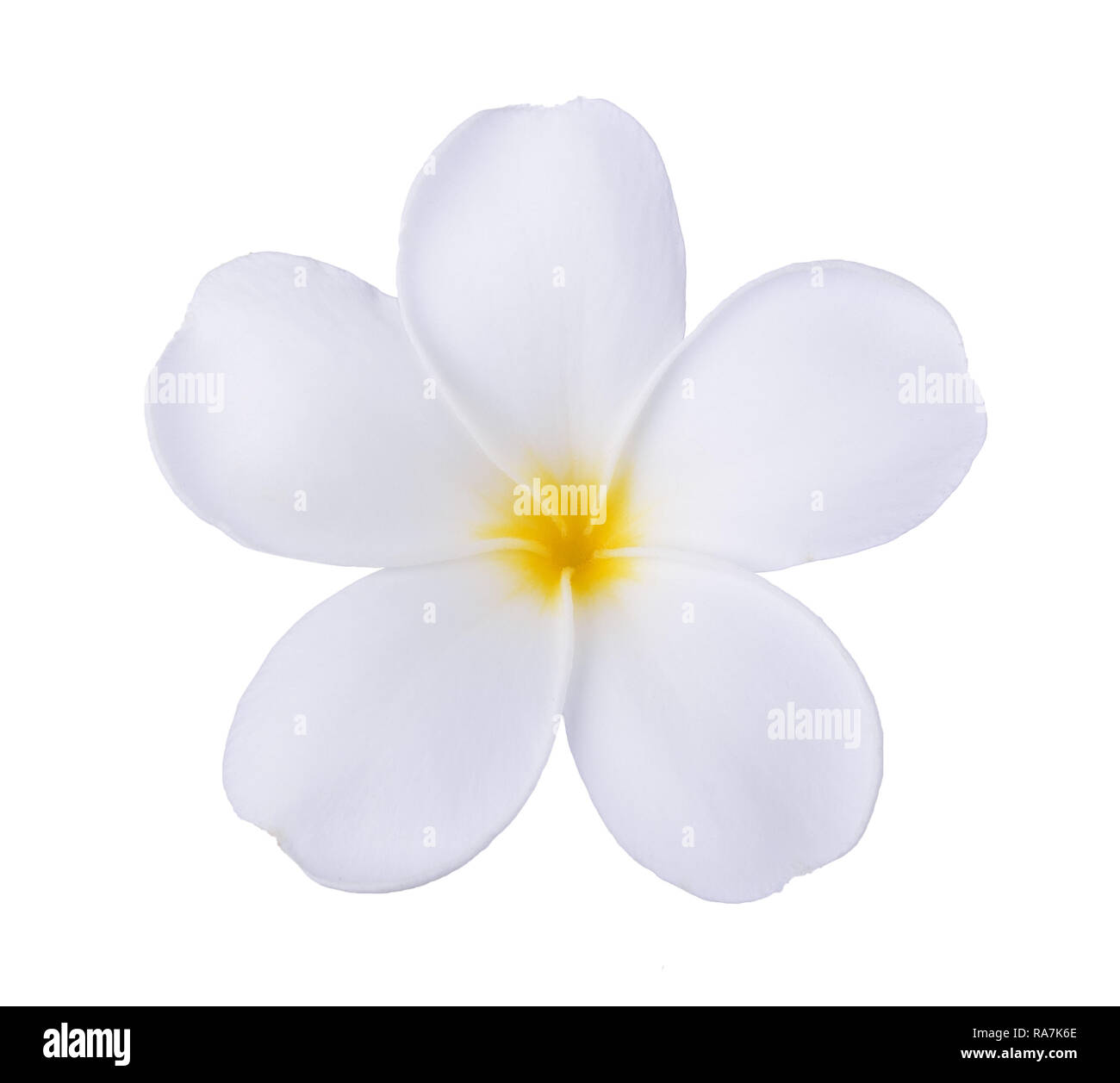 White Frangipani Blüte isoliert weißer Stockfoto