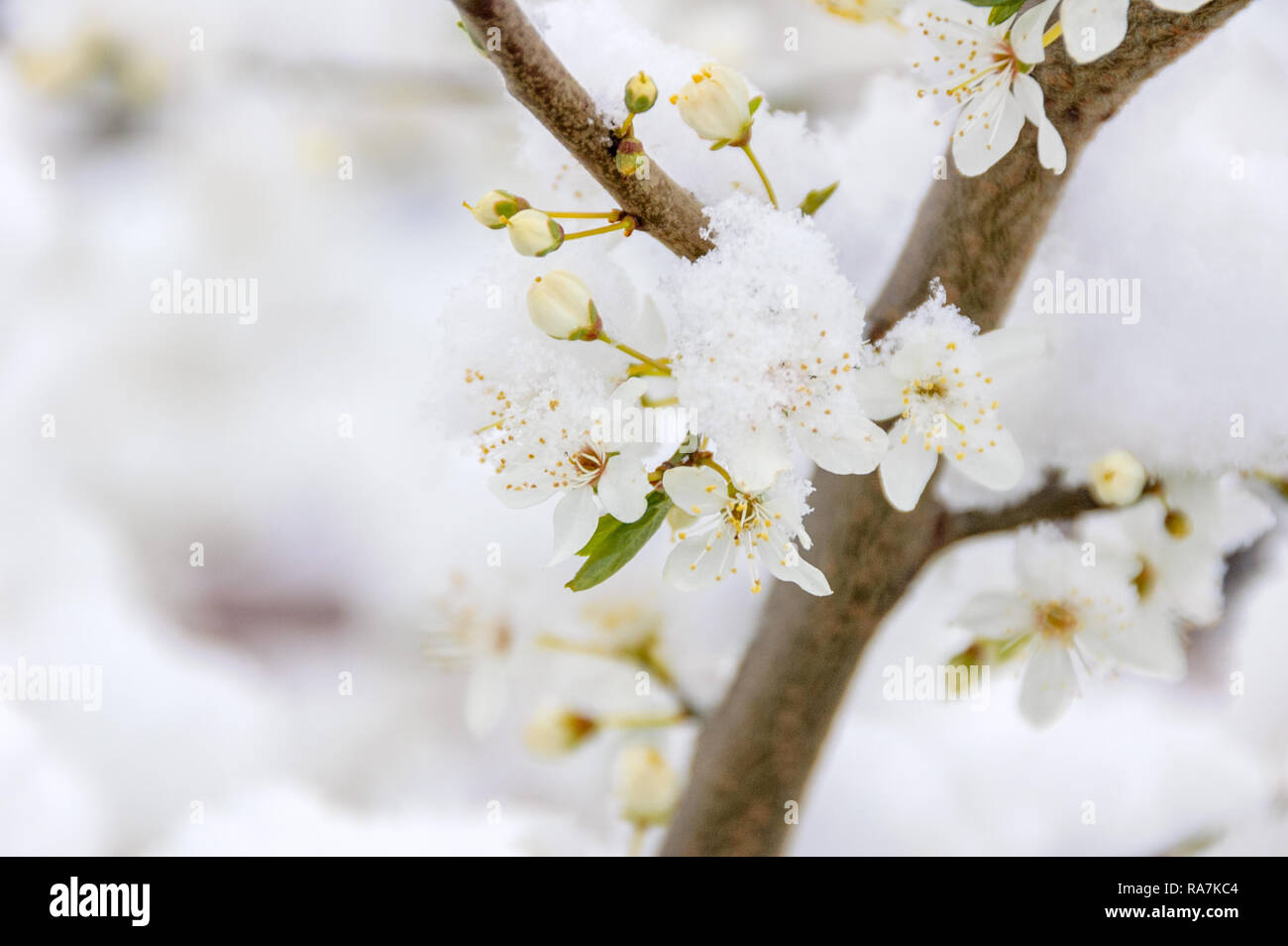 Ein Abstauben des Schnees hat auf einen Ast von einem Baum mit weiß blühenden Blumen während der frühen Frühjahr gesunken. Stockfoto