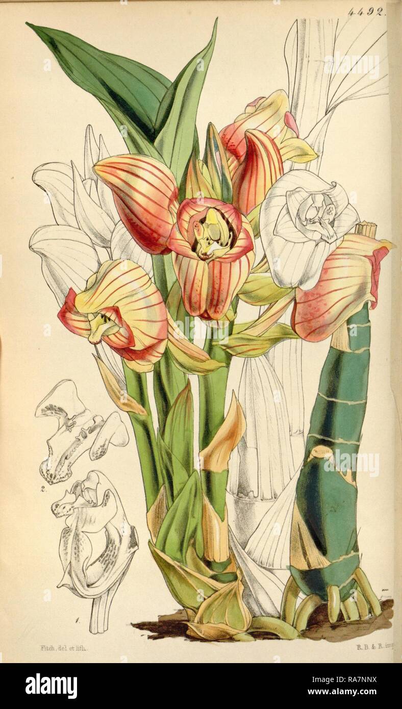 Botanische Drucken von Walter Hood Fitch 1817-1892, W.H. Fitch war eine botanische Illustrator und Künstler, in Glasgow geboren Neuerfundene Stockfoto