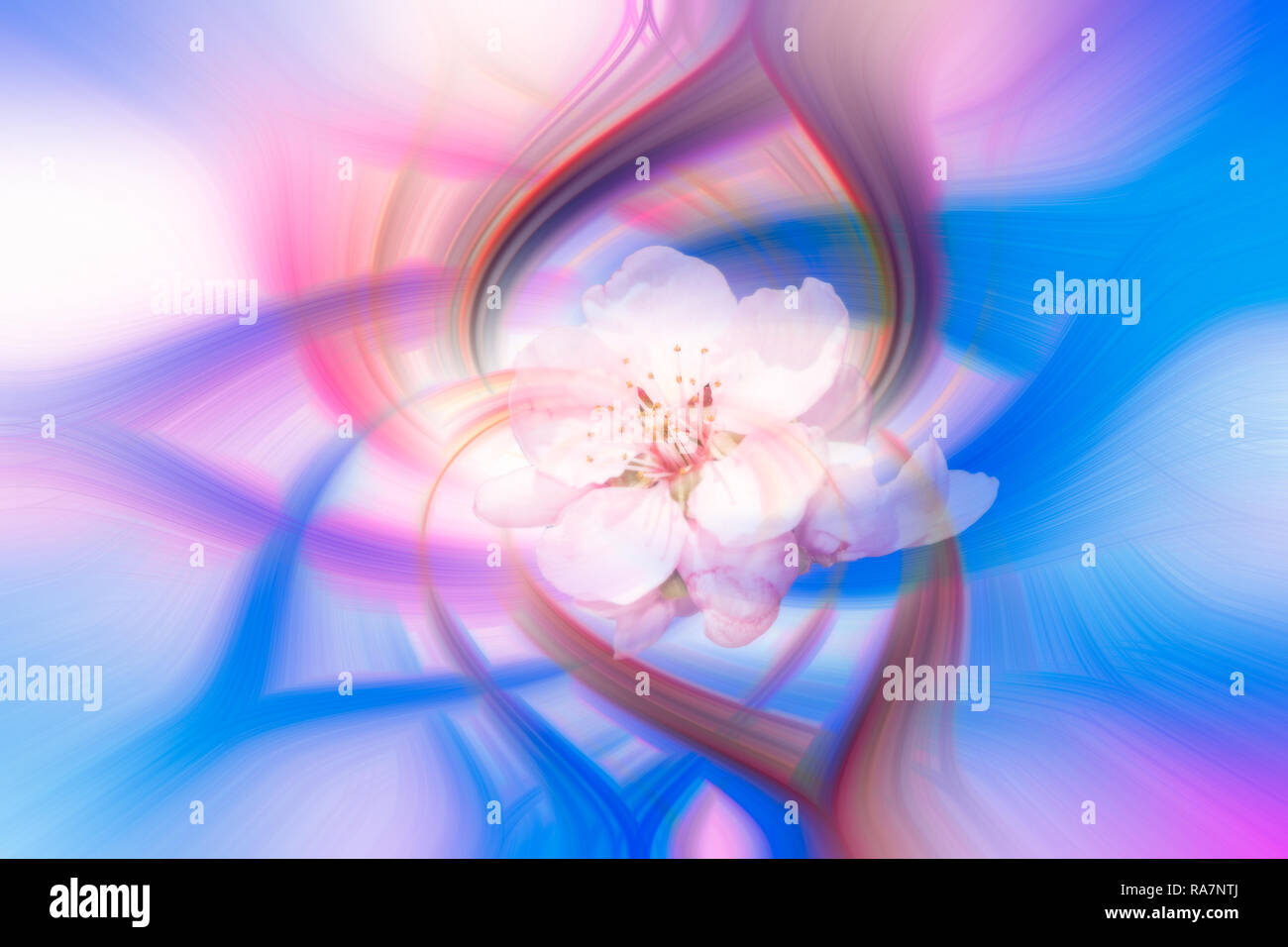 Farbenfrohe abstrakte twirl Wirkung Hintergrund mit Blume Stockfoto