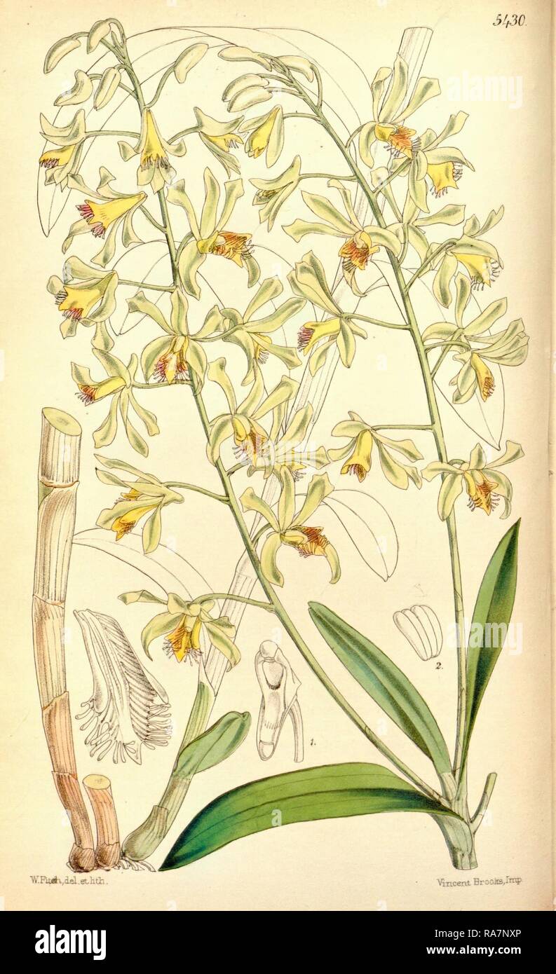 Botanische Drucken von Walter Hood Fitch 1817-1892, W.H. Fitch war eine botanische Illustrator und Künstler, in Glasgow geboren Neuerfundene Stockfoto