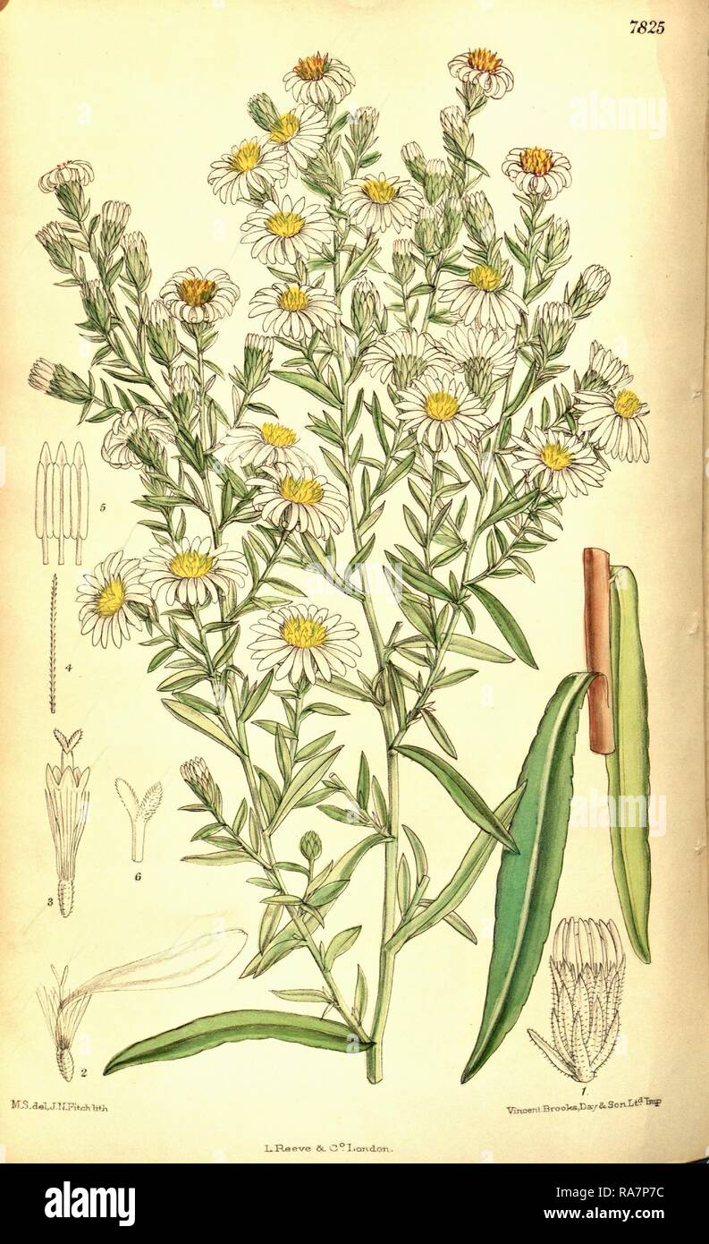 Botanische Drucken von Walter Hood Fitch 1817-1892, W.H. Fitch war eine botanische Illustrator und Künstler, in Glasgow geboren Neuerfundene Stockfoto