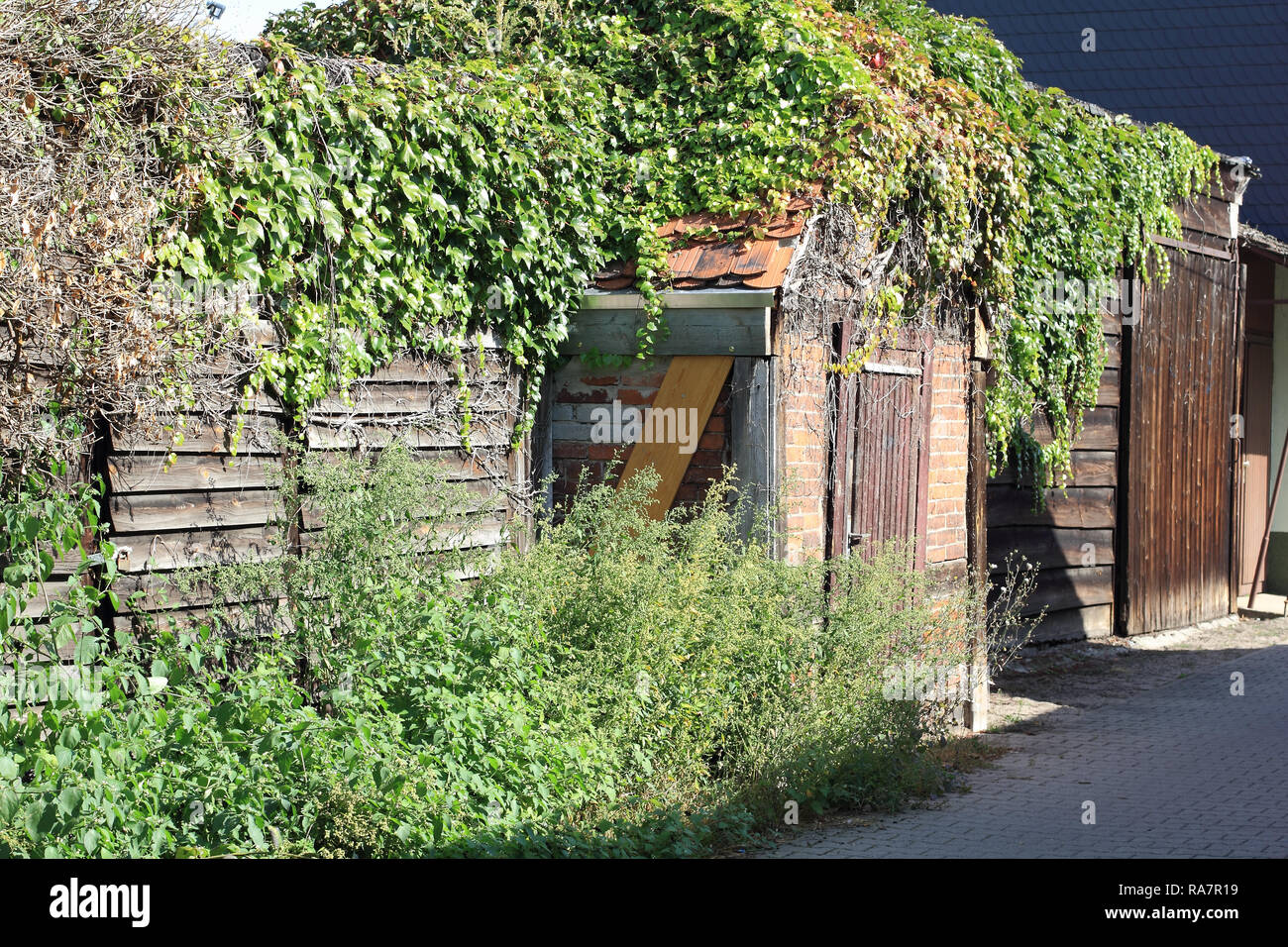 Schuppen mit Efeu bewachsen Stockfotografie - Alamy