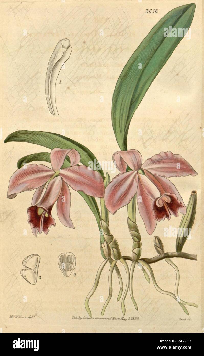 Botanische Drucken von Augusta Innes Widerrist (geb. Bäcker) (1793-1877), einem englischen Naturgeschichte Illustrator oder botanische Neuerfundene Stockfoto