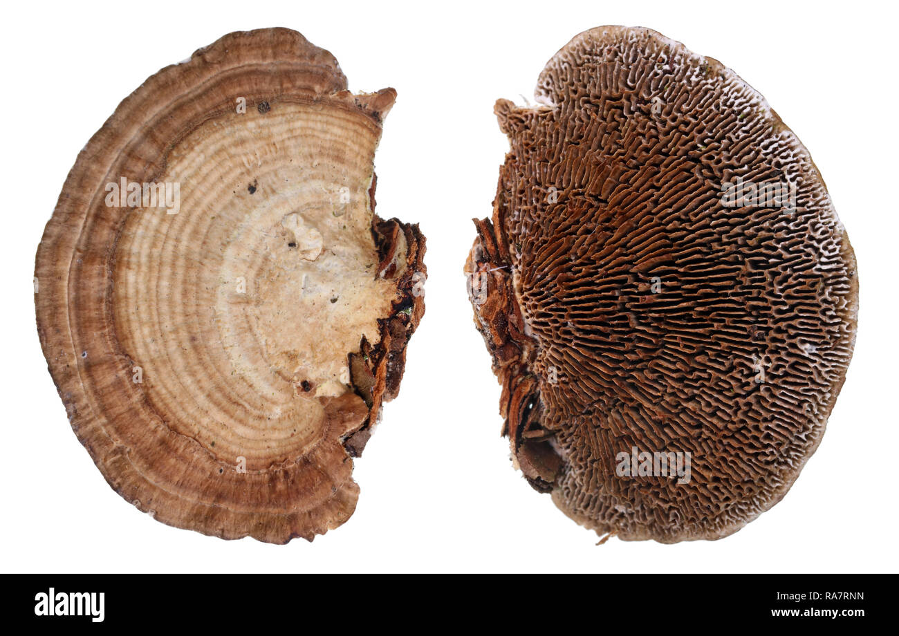 Ansicht von oben und von unten von Kolonien von gemeinsamen europäischen Wald Pilz Pilze. Auf weissem studio Makro Set isoliert Stockfoto