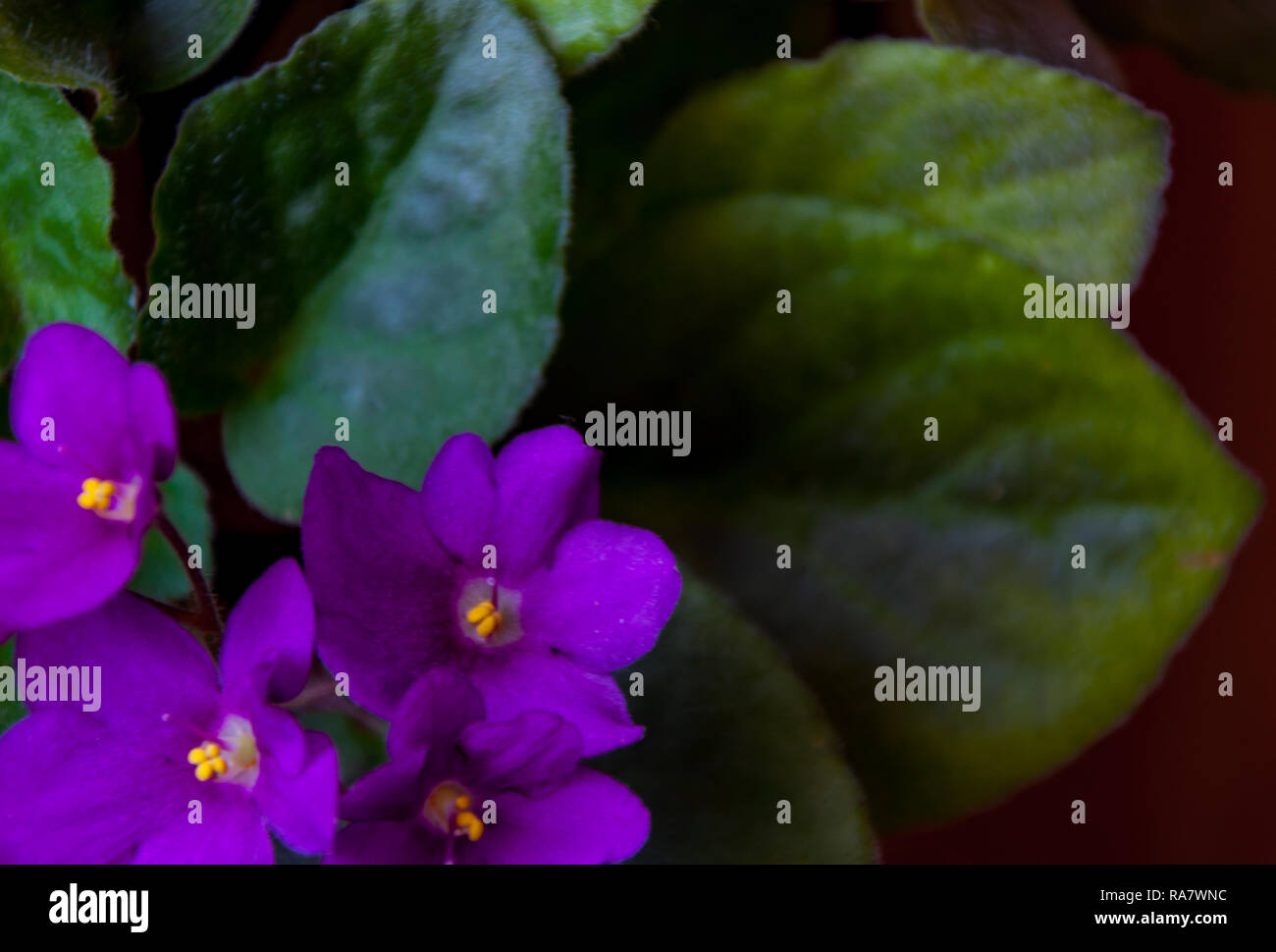 Der Schone Fruhling Pflanzen Violett In Den Topf Zu Hause Bluhte Stockfotografie Alamy