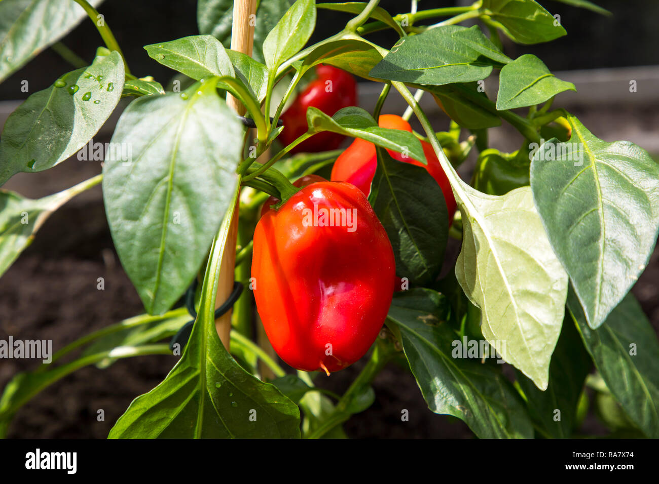 Red Pepper, Blumentöpfe, in einem kleinen, privaten Garten, Bett, Stockfoto