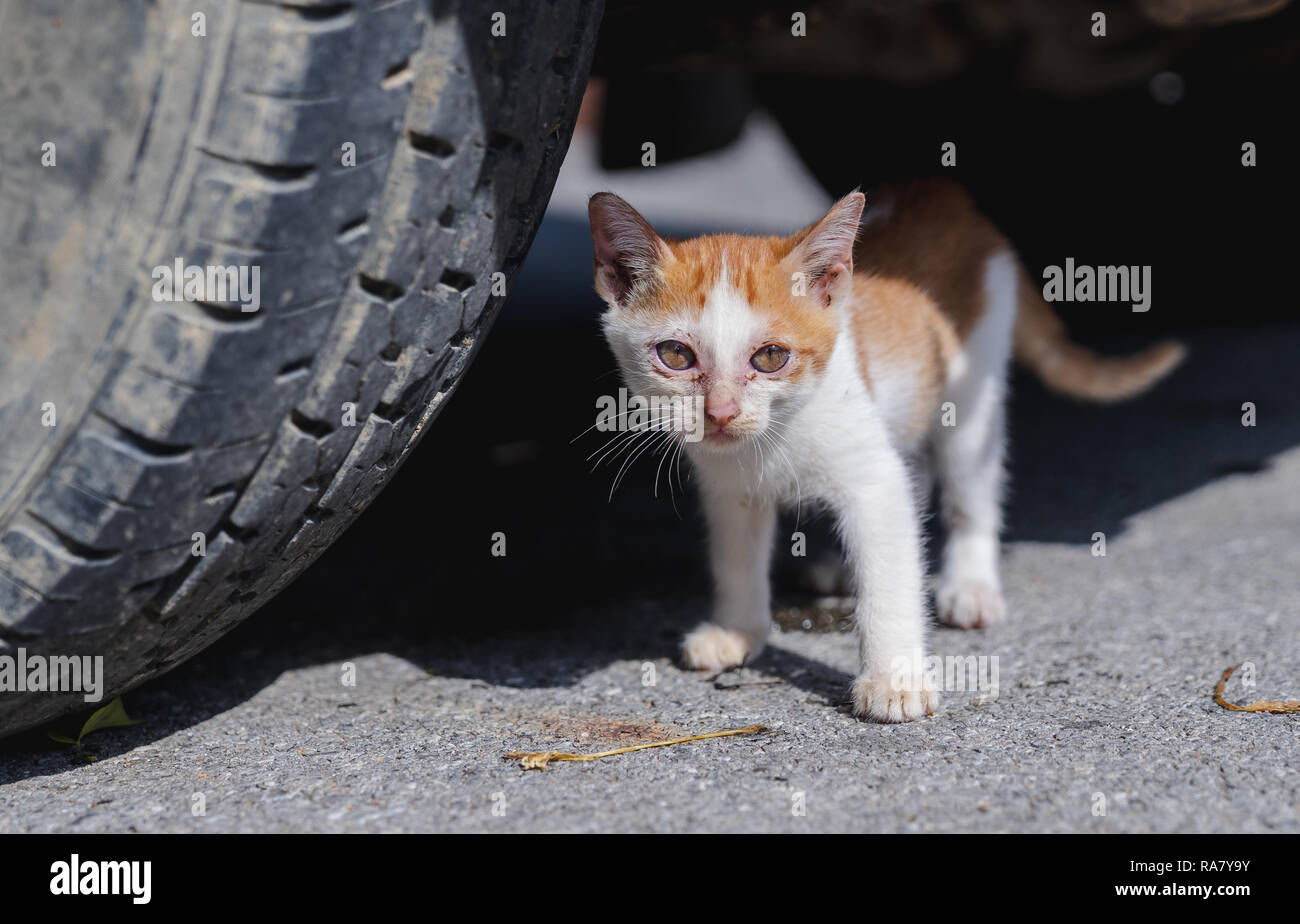 Nahaufnahme stray Skinny orange Kätzchen unter dem Auto mit Narben auf dem Gesicht Stockfoto