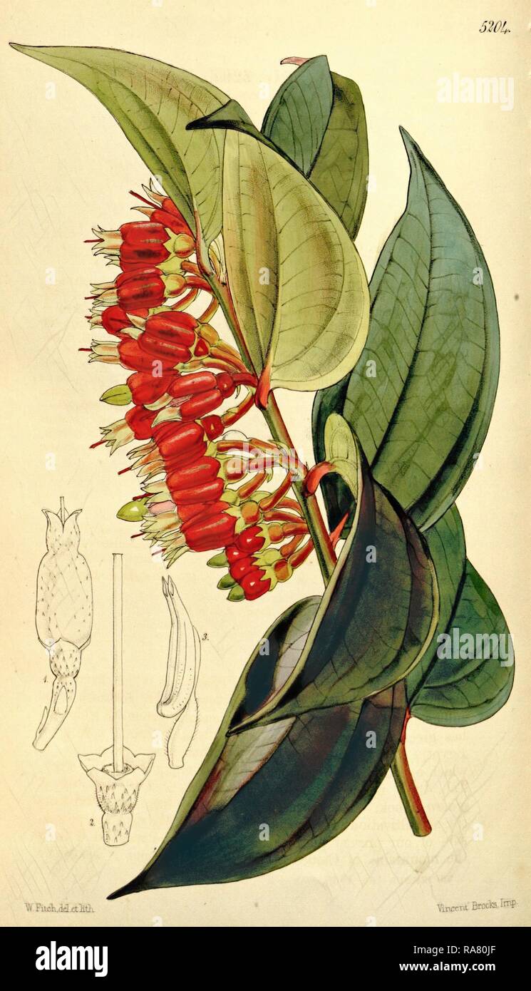 Botanische Drucken von Walter Hood Fitch 1817-1892, W.H. Fitch war eine botanische Illustrator und Künstler, in Glasgow geboren Neuerfundene Stockfoto