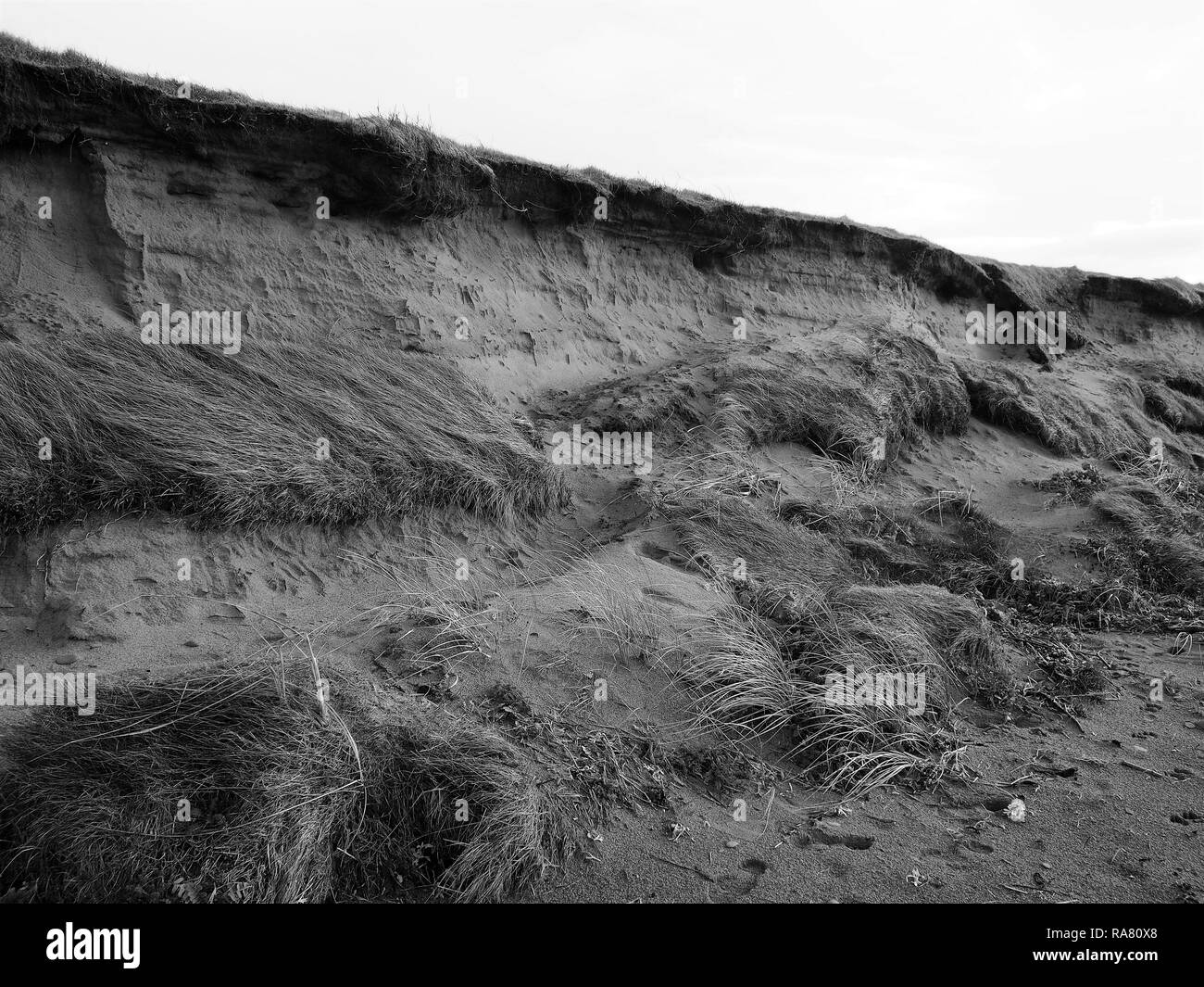 Erodiert Sanddüne an Allonby Bay, Solway Firth AONB, Cumbria, England, Vereinigtes Königreich Stockfoto