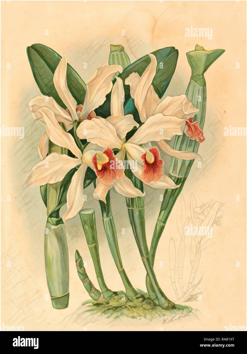 Joseph Mansell nach Walter Hood Fitch (Briten, Aktive aus dem 19. Jahrhundert), Laelia Euspatha,, farblithographie Neuerfundene Stockfoto