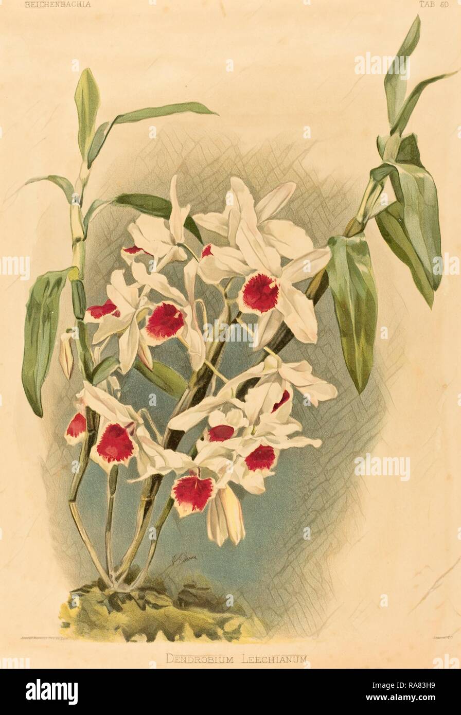 Joseph Mansell nach Henry George Mond (Briten, Aktive aus dem 19. Jahrhundert), Dendrobium, farblithographie neuerfundene Leechianum Stockfoto