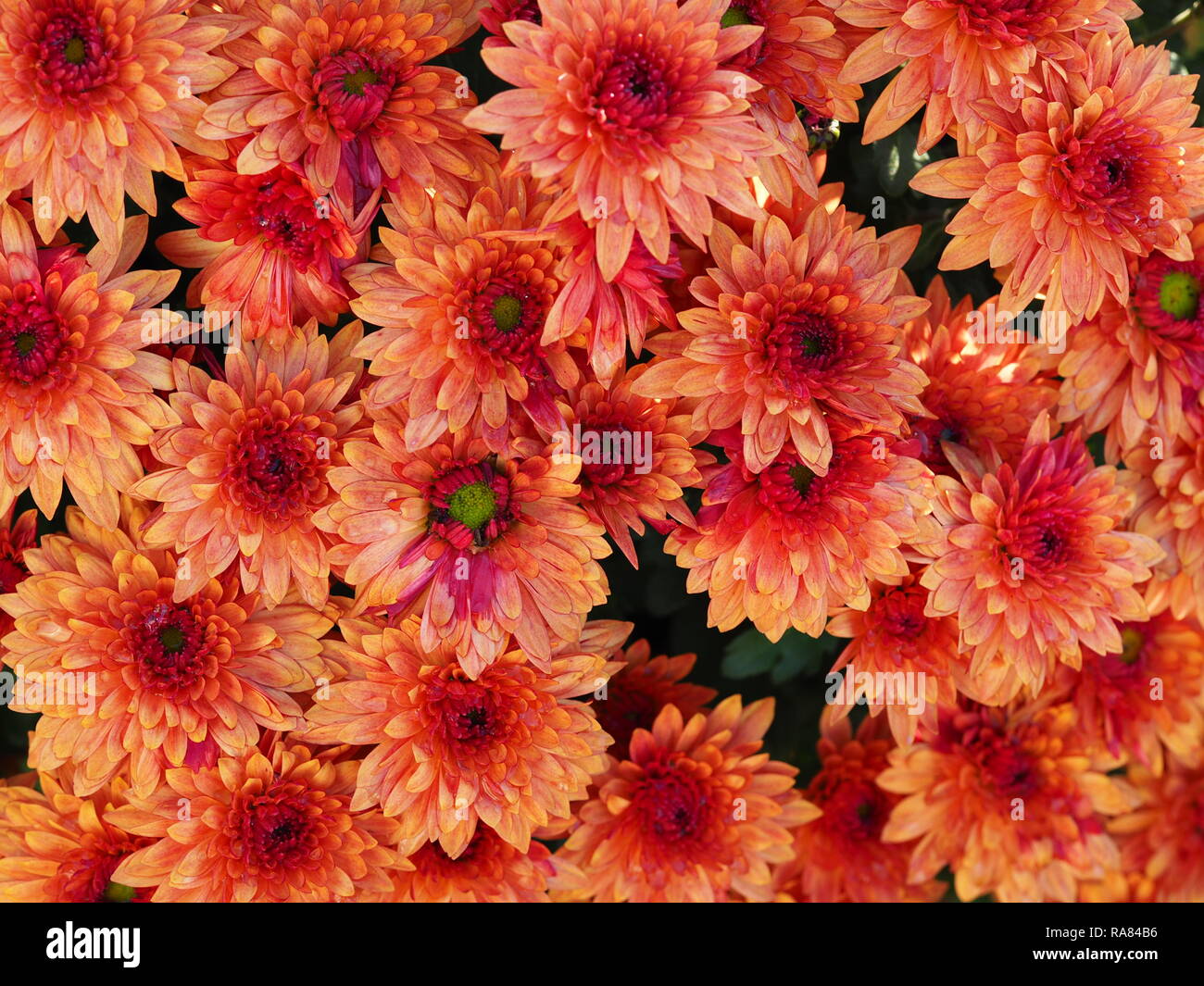 Dichten bunten orange und rosa Chrysanthemen Blumen auf einer Anlage Stockfoto