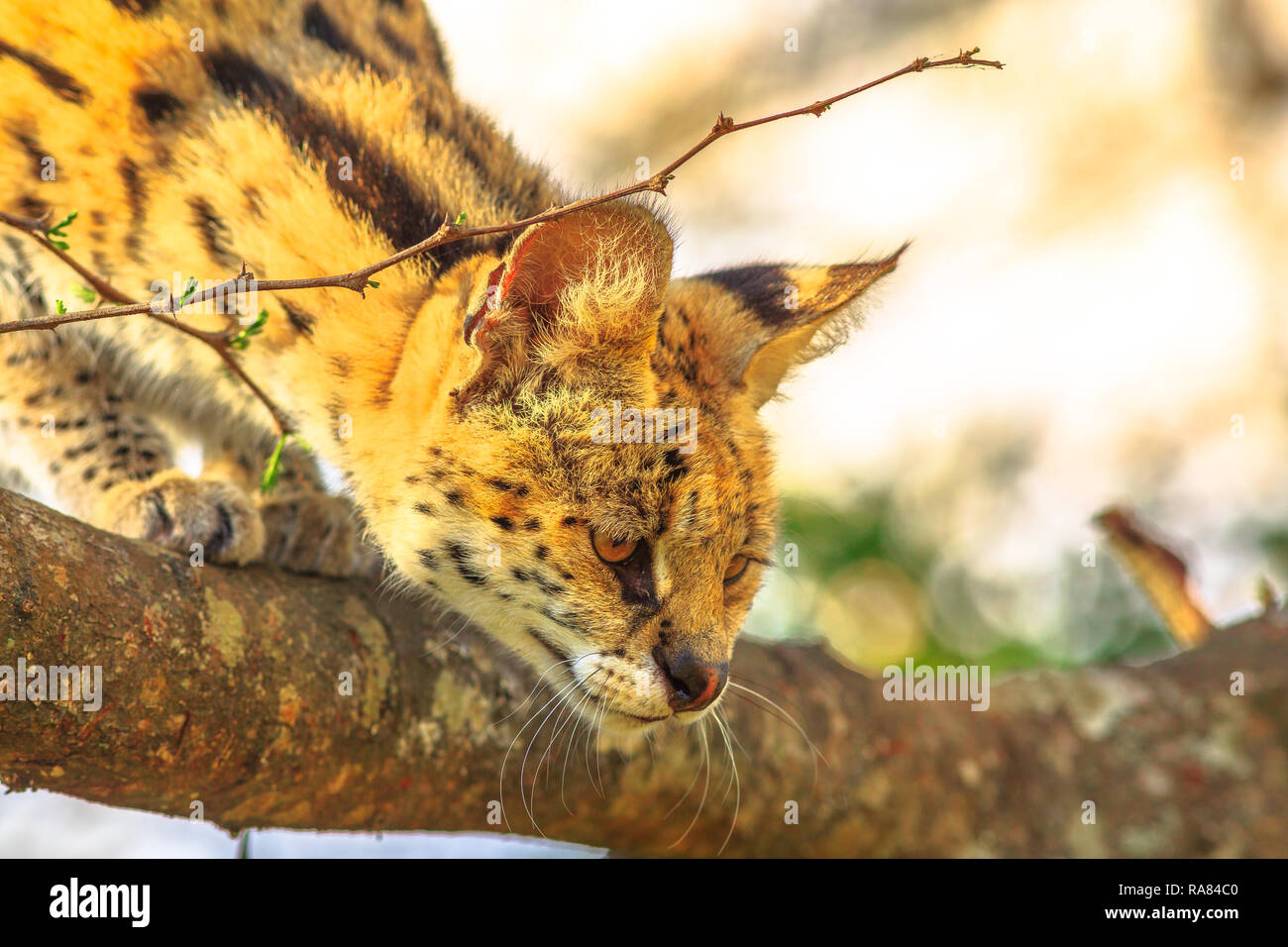 Portrait von Serval auf einen Baum im natürlichen Lebensraum mit unscharfem Hintergrund. Der wissenschaftliche Name ist Leptailurus Serval. Der serval ist eine gefleckte Wildkatze in Afrika. Von der Seite. Stockfoto