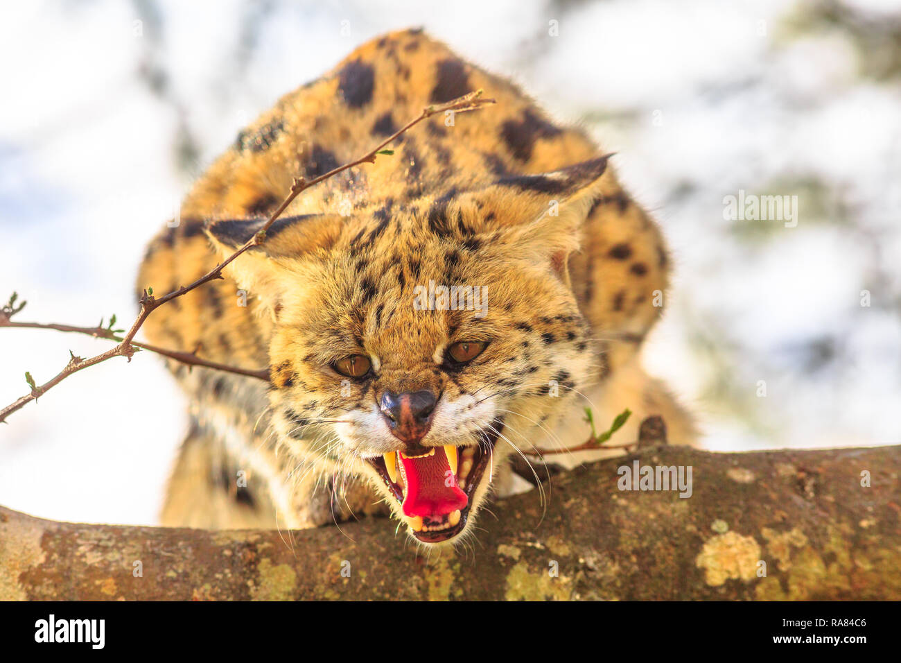 Serval wütend auf einem Baum in der Natur Lebensraum. Der wissenschaftliche Name ist Leptailurus Serval. Der serval ist eine gefleckte Wildkatze in Afrika. Unscharfer Hintergrund. Stockfoto